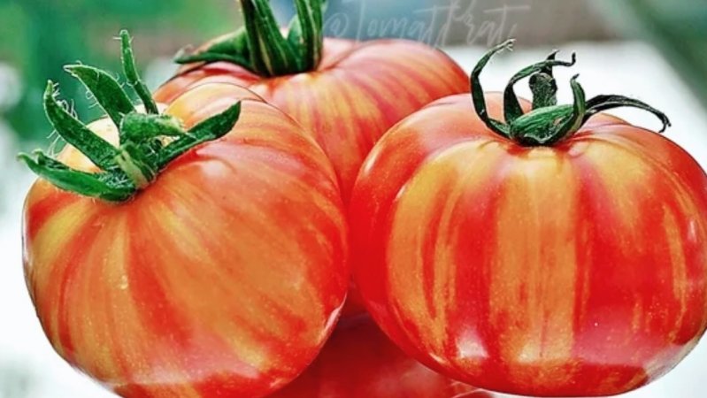 Белые пятна на листьях не всегда Плохо.Рассада Пошагово