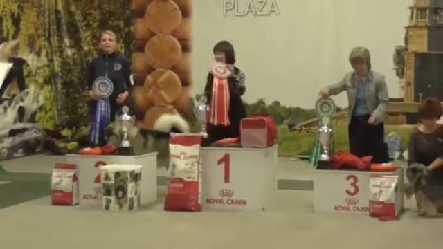 BIS , 11 ноября 2017 Петрозаводск, победители смотреть онлайн