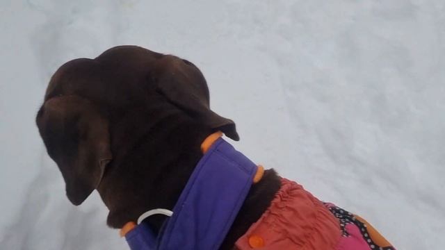 Мы с Анхель гуляем/ ракета Ися летает смотреть онлайн