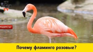 НАУЧНЫЕ ОТВЕТЫ НА САМЫЕ ПРОСТЫЕ ДЕТСКИЕ ВОПРОСЫ