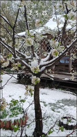 2.5.25 Снегомай