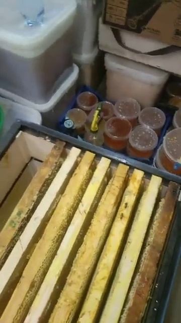 3 августа - Продолжаем ударно откачивать свежий мёд!