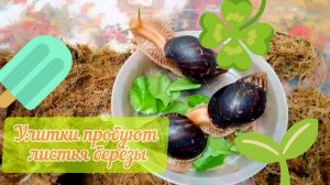 ✨🐌Улитки пробуют листья берёзы 🐌✨