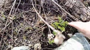 Все хмуро и уныло.. Не хотят цветочки расти. Весна не весна!!!