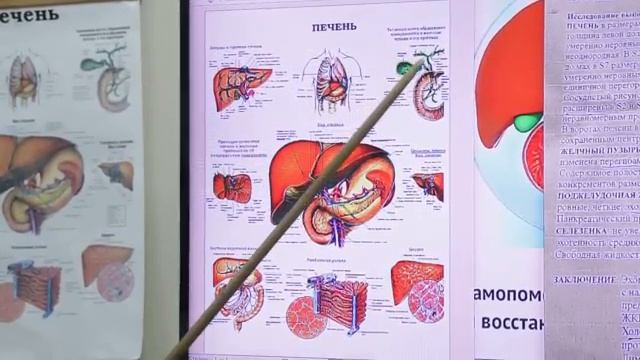 Печень, важный орган! Как помочь её работе. [Шишова О.И.] смотреть онлайн