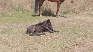 застрелили лошадь