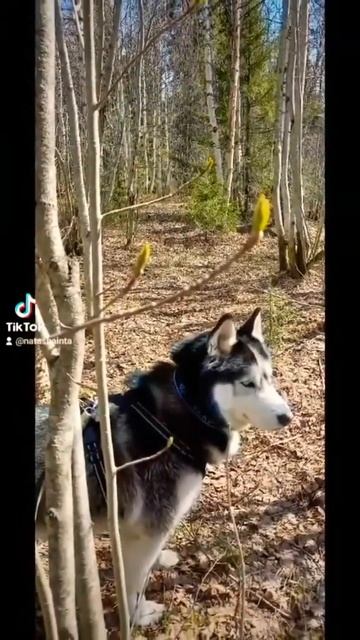 Скорее бы растаял снег, жду цветы 💐 смотреть онлайн