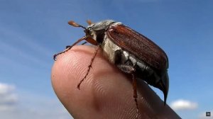 Майский жук  - (нов)