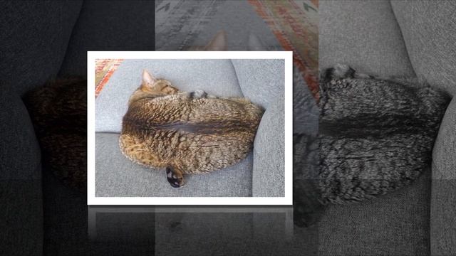 ОХ, ЖИЗНЬ КОШАЧЬЯ НЕПРОСТАЯ (Cat)