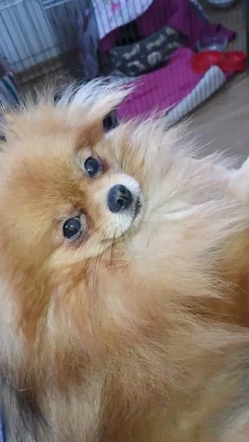 Принчипесска - померанский шпиц