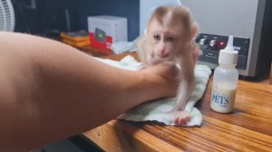 Обезьянка была одна Лежит обняв на реке мамы Любит поглаживание Пьет молоко из соски