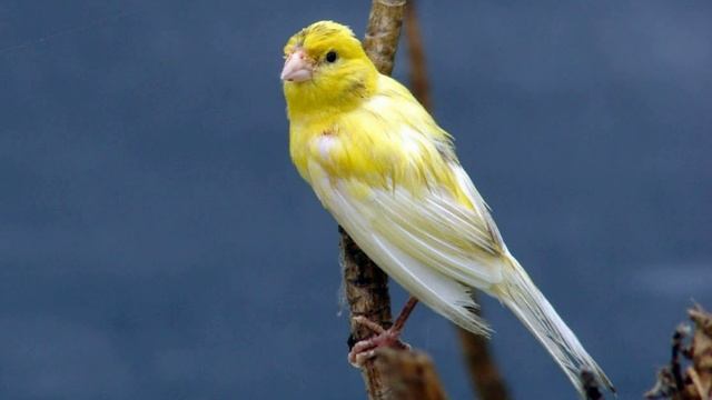 Красивое Пение Канарейки. Певчий Кенар. Звуки Канарейки. Как Поет Канарейка смотреть онлайн