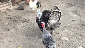 Животные. Говорю с индюками. Реальный ржач.