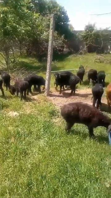 35 мын тг гиссар козылар адрес:Сарыагаш ☎️ 8 705 896 68 83 смотреть онлайн