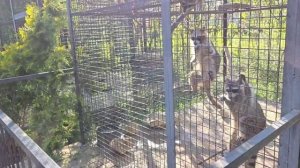 Большая экскурсия по парку львов "Тайган"
