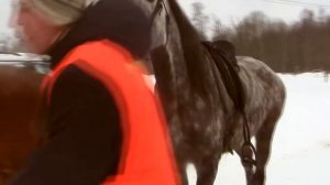 Дистанционные конные пробеги 22 февраля 2016 г. Ленинградская область ф/х Крибелевых