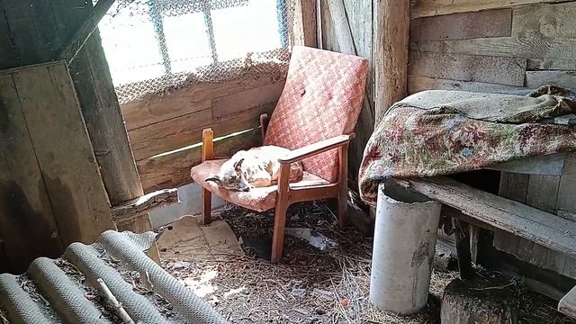 Жизнь в деревне.Собака спит в кресле.
