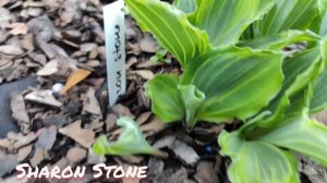 ПРОБУЖДЕНИЕ!!!!Один из самых неповторимых коллекционных сортов Sharon Stone.#hosta#sharon#stone#