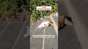 Сборник 2 видео.