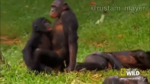 В МИРЕ ЖИВОТНЫХ РУСТАМ МАЕР