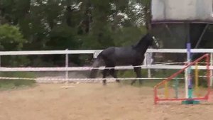 напрыгивание лошади видео уроки.