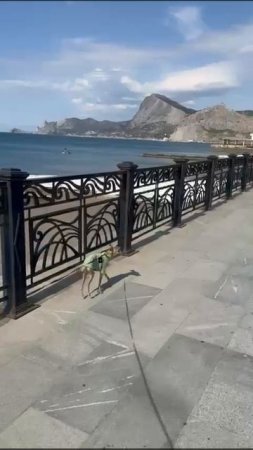 Эластичная кофта для собак "Лето" с коротким воротником и укороченным рукавом