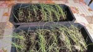 Как вырастить рассаду лука, которая не вытягивается? 3 секрета крепких всходов