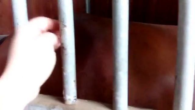 Лошади конюшни, часть 1. Видео для Вики 😄