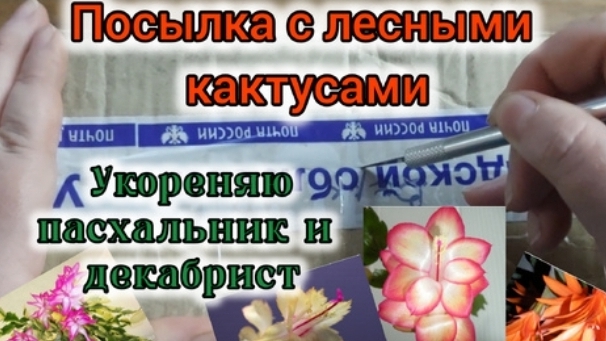 Лучший способ укоренения шлюмбергер