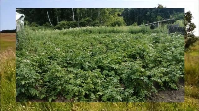 Масловский дождь стихи Вячеслав Дюненбаев испол  Кирилл Потылицын