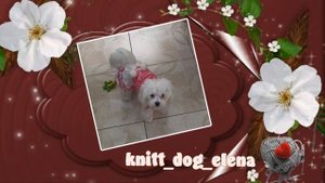 Платье вязаное на собаку