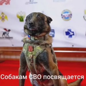 Муз Видео Клип! В память нашим лохматым  которые помогали нашим ребятам на СВО.