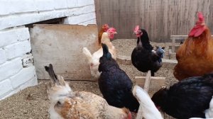 Кажется, заморозок этой весны пережили!🌿 Краткий обход моей птички🪿🐔🐓 и сада🏡.