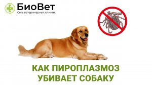 Как пироплазмоз убивает собаку