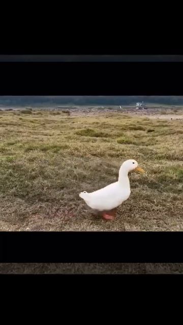 настоящие друзья