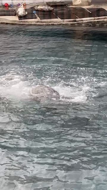 Показательные выступление серого тюлень в московском зоопарке.