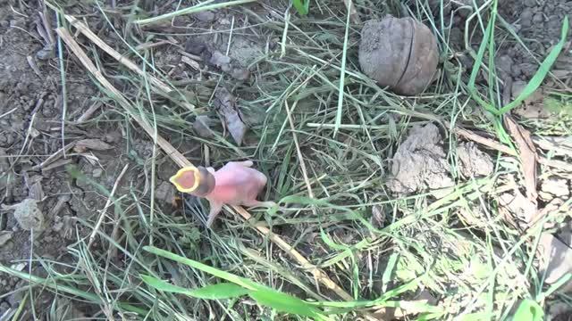 ОТ КУДА ОН УПАЛ? смотреть онлайн