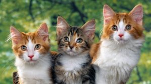 Кошачья дружба 🐱🐱🐱(Душевное видео о доброте)