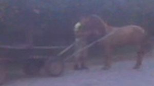 вот так нужно ездить на конях)))