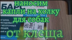 Обработка собаки от клещей