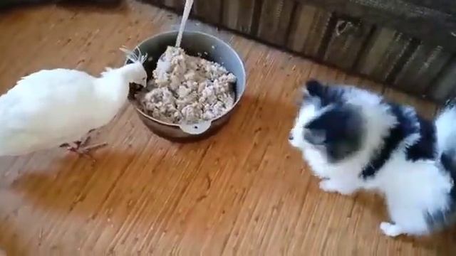 Павлины и шпицы смотреть онлайн