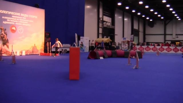 D-OPEN L - Пономарева Вера и Австралийская овчарка БЛЭК СТРЕЙДЖЕР УМА ТУРМАН смотреть онлайн