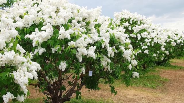 САМЫЕ ДЕШЕВЫЕ кустарники для живой изгороди! ЛЕГКО и ПРОСТО