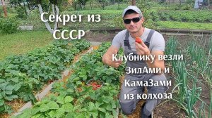 🍓 Секрет СССР: как собирали ОГРОМНЫЕ урожаи клубники без химии? (и почему сейчас так не делают)