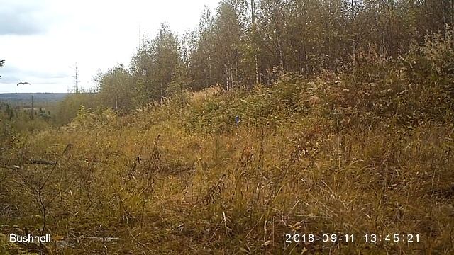 Вороны 11 09 18 смотреть онлайн