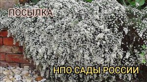 Получила посылку от НПО САДЫ РОССИИ. ЧЕСТНЫЙ ОБЗОР. 27.04.25г