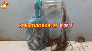 Крысоловка вариант (29) 🐀 Как сделать крысоловку своими руками и поймать кучу крыс 🐀🐁🐀