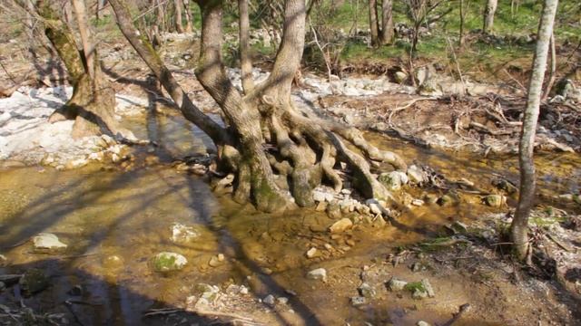 Сухая речка. 2024 год. ООПТ смотреть онлайн