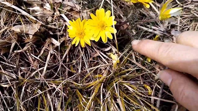 На горе весна, под горой весна
