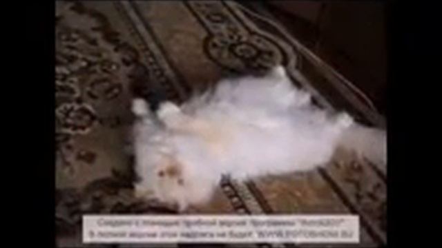 котенок снежок 1 смотреть онлайн